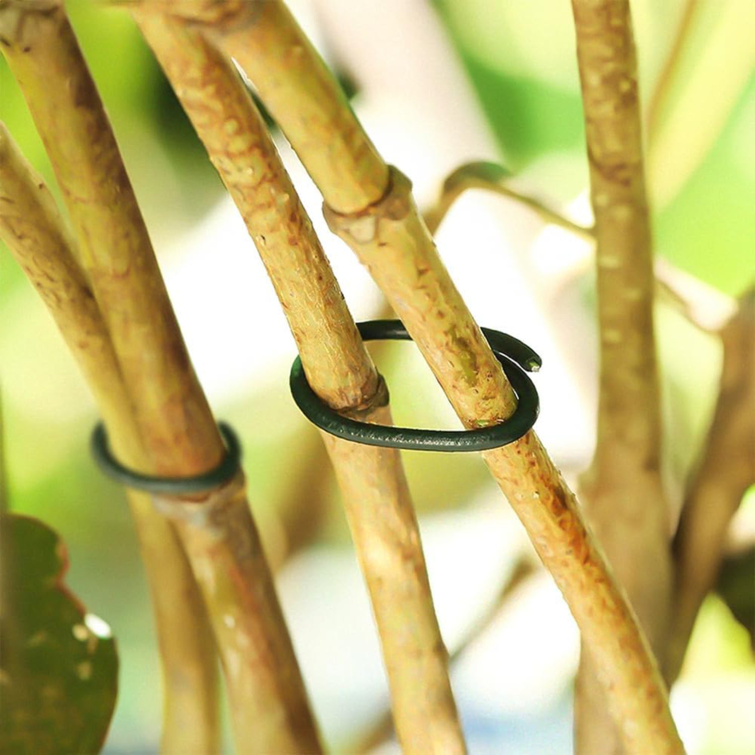 Plastic Coated Green Garden Plants Rings