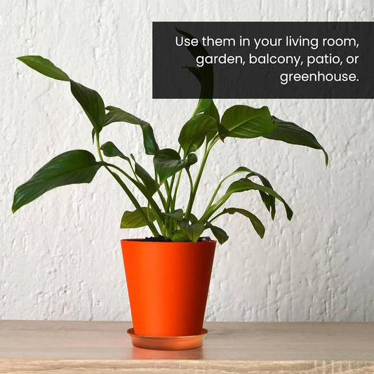 Terracotta Plant Saucers