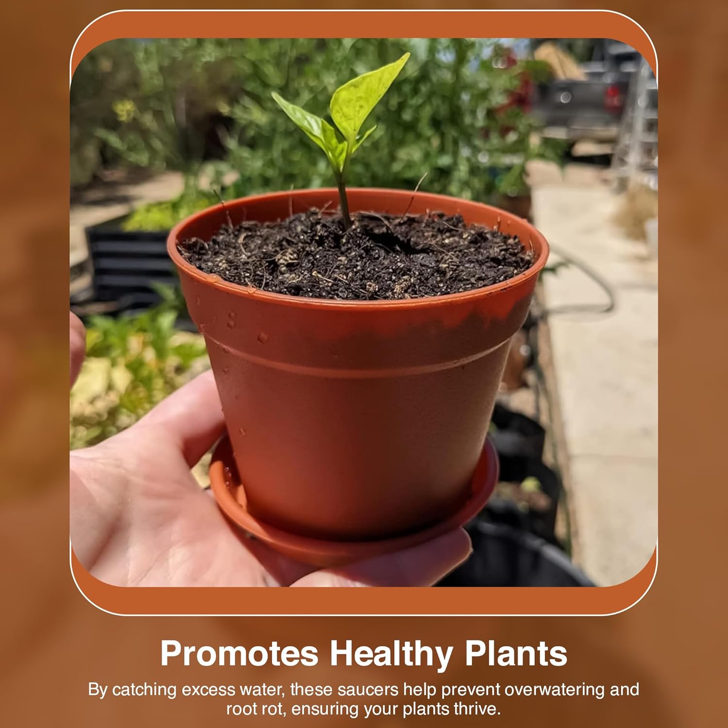 Terracotta Plant Saucers